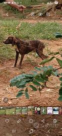 Cane segugio maremano