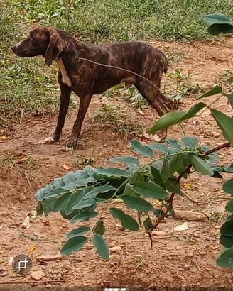 Cane segugio maremano