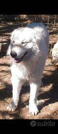 Cuccioli pastore abruzzese/maremmano con Pedigree