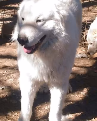 Cuccioli pastore abruzzese/maremmano con Pedigree
