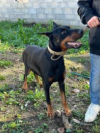 Dobermann