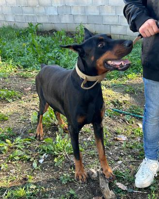 Dobermann