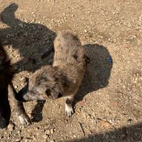 Cucciola border collie
