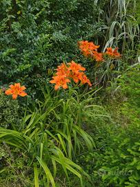hemerocallis fulva pianta giardino