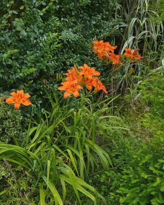 hemerocallis fulva pianta giardino