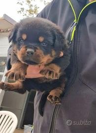 Cuccioli rottweiler alta genealogia