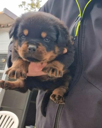 Cuccioli rottweiler alta genealogia