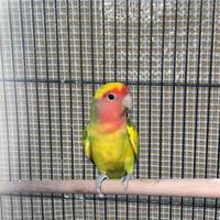 Inseparabile agapornis roseicolleis