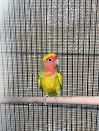 Inseparabile agapornis roseicolleis