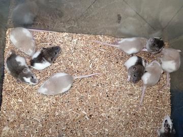 RATTI DOMESTICI Di DIVERSE COLORAZIONI