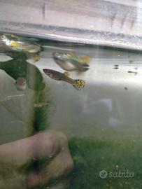 Guppy