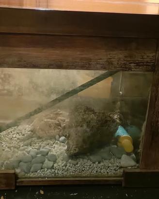 Acquario 