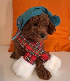 Barboncino Toy Red + pedigree Enci e test genetici