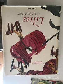 Lillá in lingua straniera