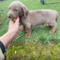 Bassotto Nano Isabella maschio