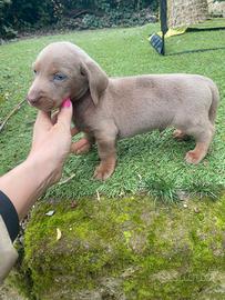 Bassotto Nano Isabella maschio