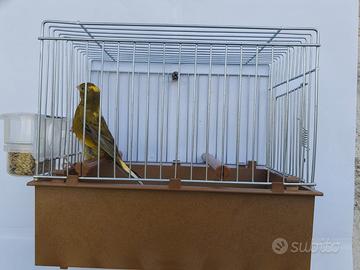 Canarini Timbrado Spagnolo
