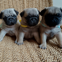 Disponibili cuccioli di carlino