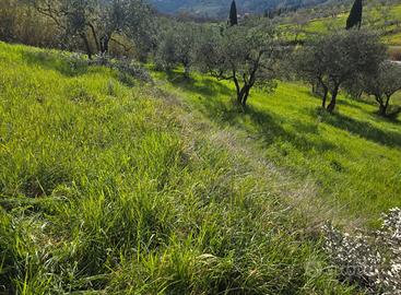 Terreno agricolo - oliveta