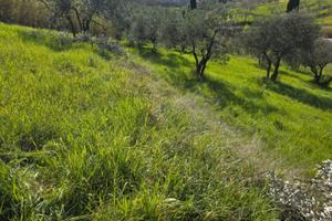 Terreno agricolo - oliveta
