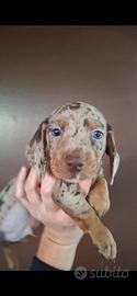 bouldogue francese