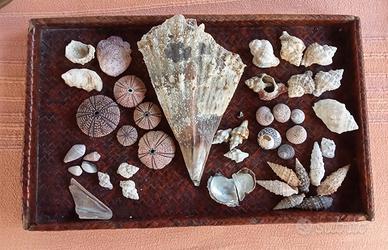 lotto di 45 conchiglie naturali varie specie 