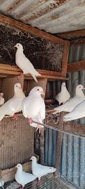 Piccioni