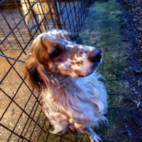 Setter inglese