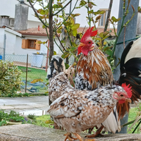 Galline