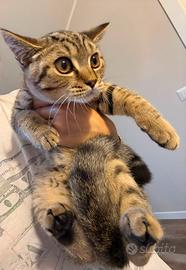 Maschio British shorthair tabby