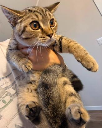 Maschio British shorthair tabby