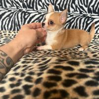 Chihuahua femmina bianco arancio mini Toy
