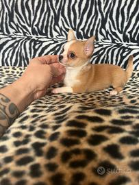 Chihuahua femmina bianco arancio mini Toy