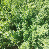 Balle di fieno secondo taglio