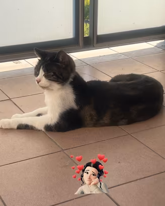 Gatta
