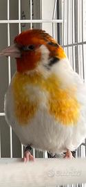 Cardellino Witkop