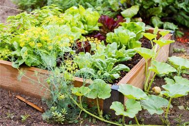 TERRENO di piccole dimensioni da acquistare