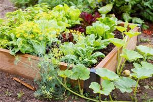 TERRENO di piccole dimensioni da acquistare