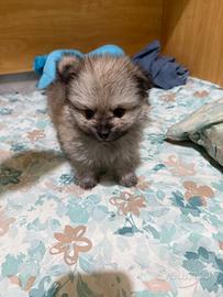 Cuccioli di spitz