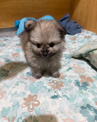 Cuccioli di spitz
