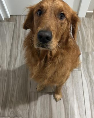 Golden retriever