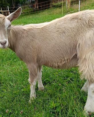 Toggenburg capre e becchi