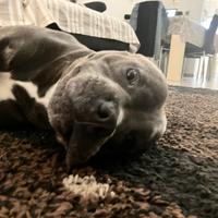 Disponibile per monta