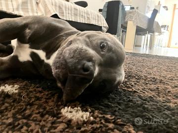 Disponibile per monta