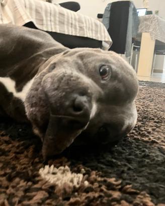 Disponibile per monta