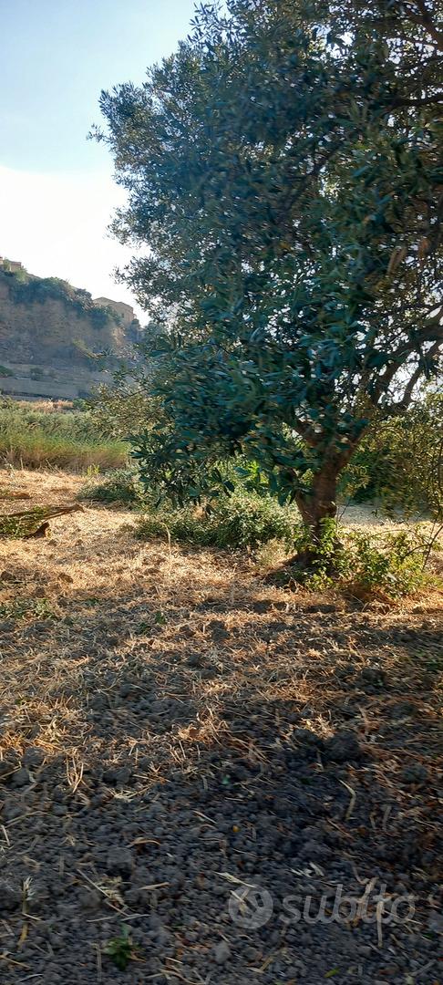 Terreno agricolo con ulivi Villapiana (CS) - Vista 5
