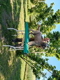 Lagotto stallone