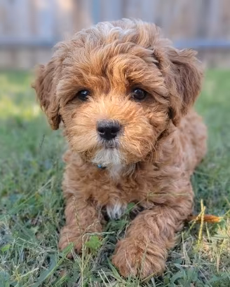 MALTIPOO & MALTIPO CUCCIOLI disponibili bicolore