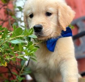 Cucciolata Golden Retriever solo maschi