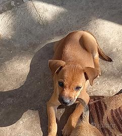 Cucciolo di CHUWAUWA